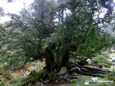 Tejos Milenarios de Valhondillo -Tejos de Rascafría; Taxus Baccata;trekking semana santa